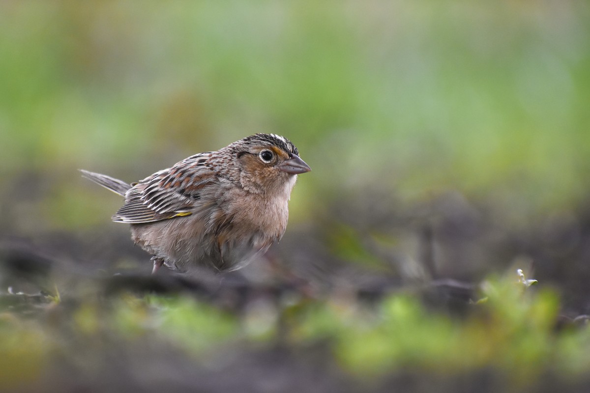 Grasshopper Sparrow - ML564842181
