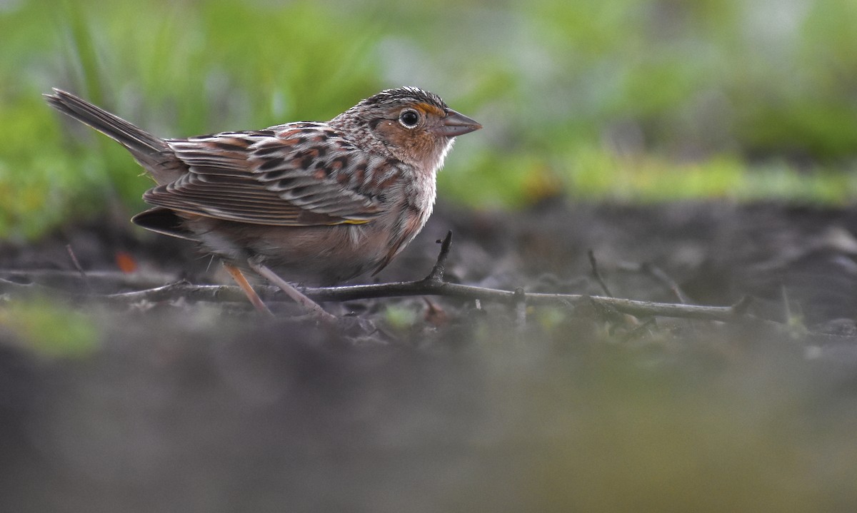 Grasshopper Sparrow - ML564843061