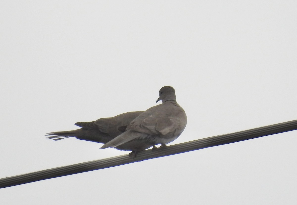 Eurasian Collared-Dove - Kurt Schwarz