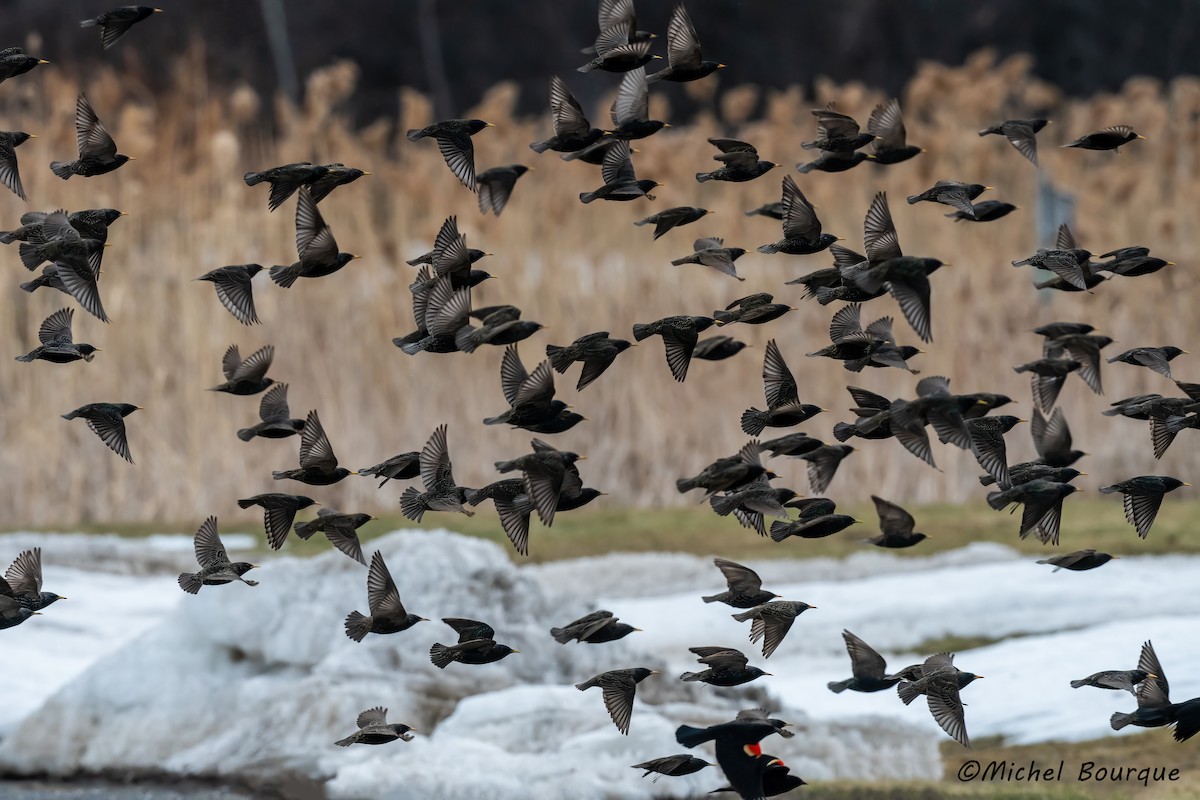 European Starling - ML564844541