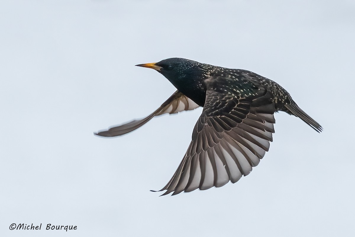 European Starling - ML564844591