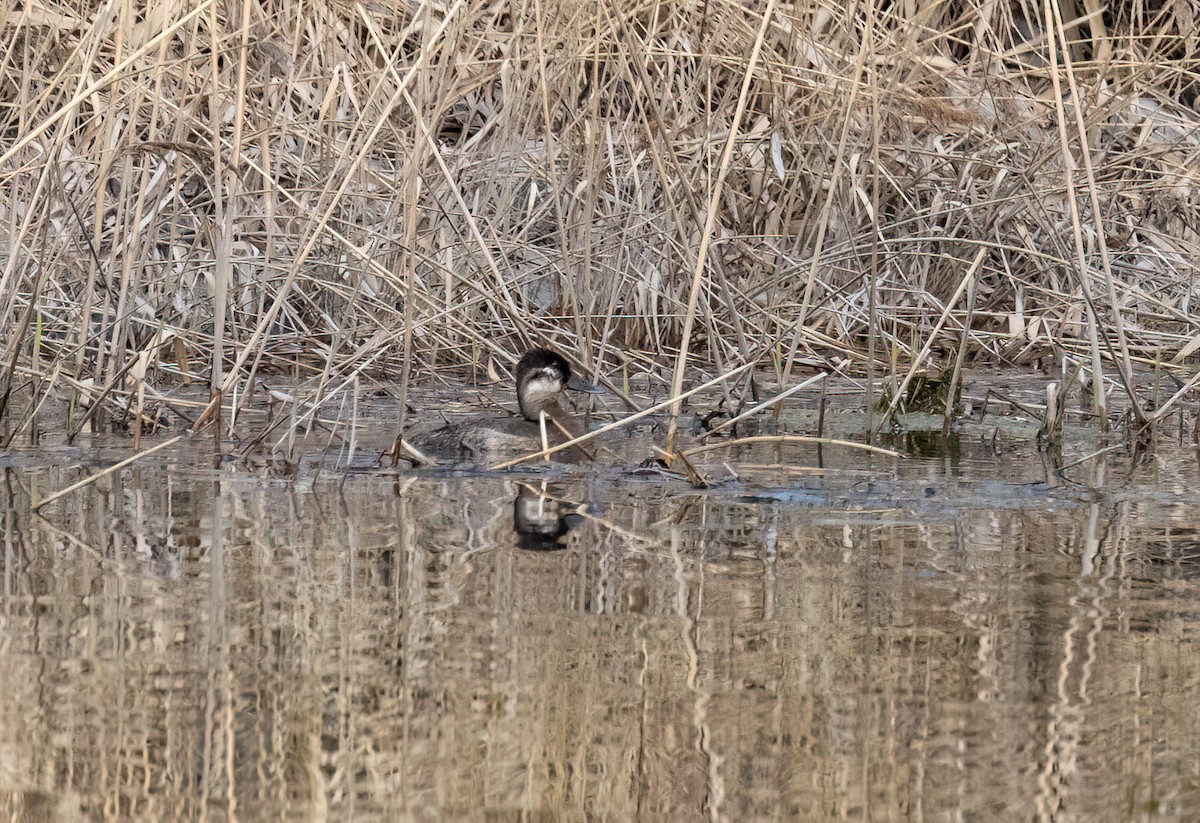 Ruddy Duck - ML564844981