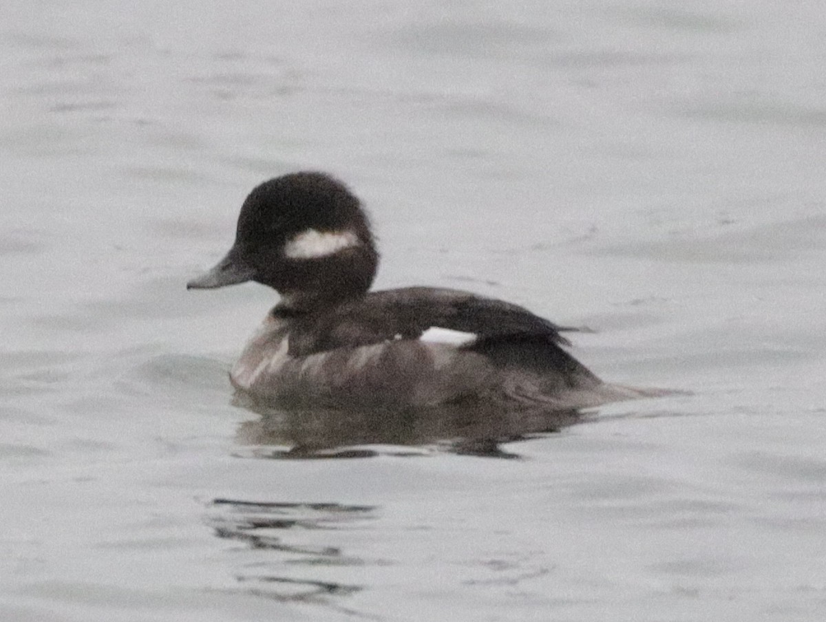 Bufflehead - ML564845191