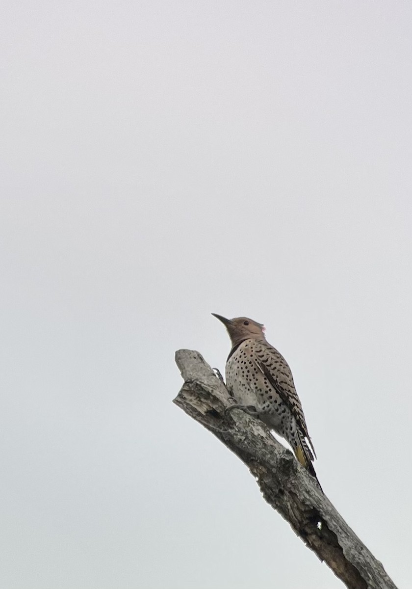 Northern Flicker - Paul Berthold