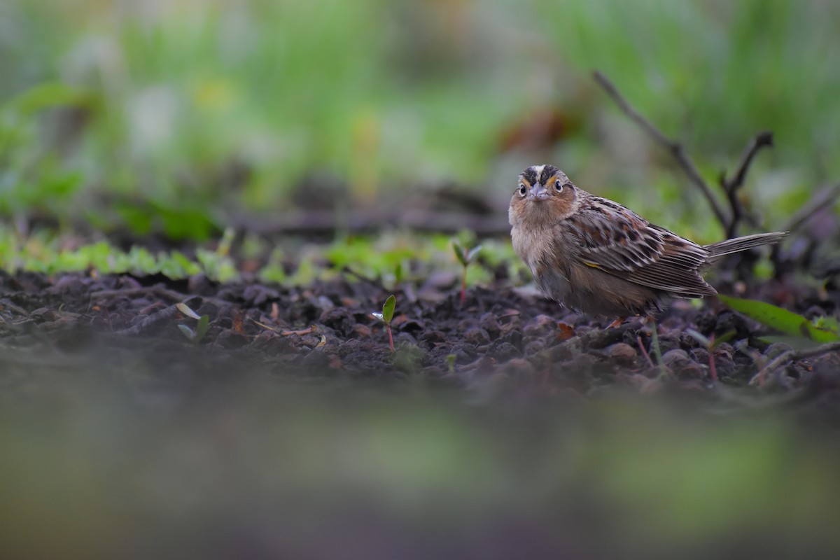 Grasshopper Sparrow - ML564846161