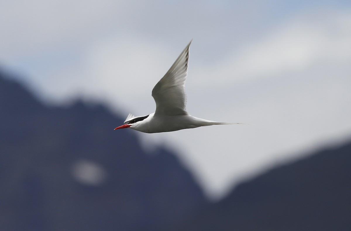 South American Tern - Stanislaw Czyz