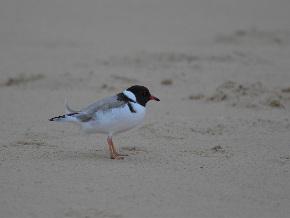 Hooded Plover - Robert Anderson