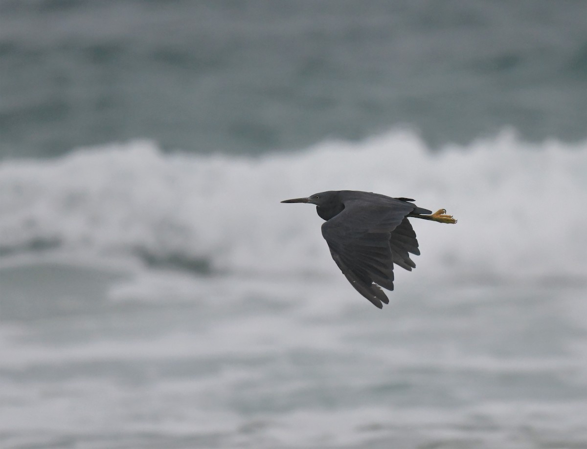 Pacific Reef-Heron - Robert Anderson