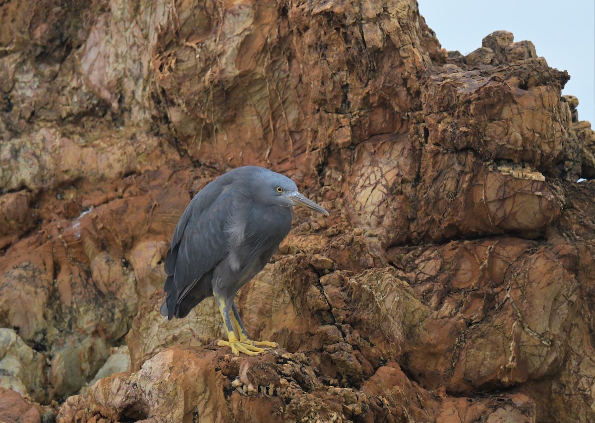 Pacific Reef-Heron - Robert Anderson