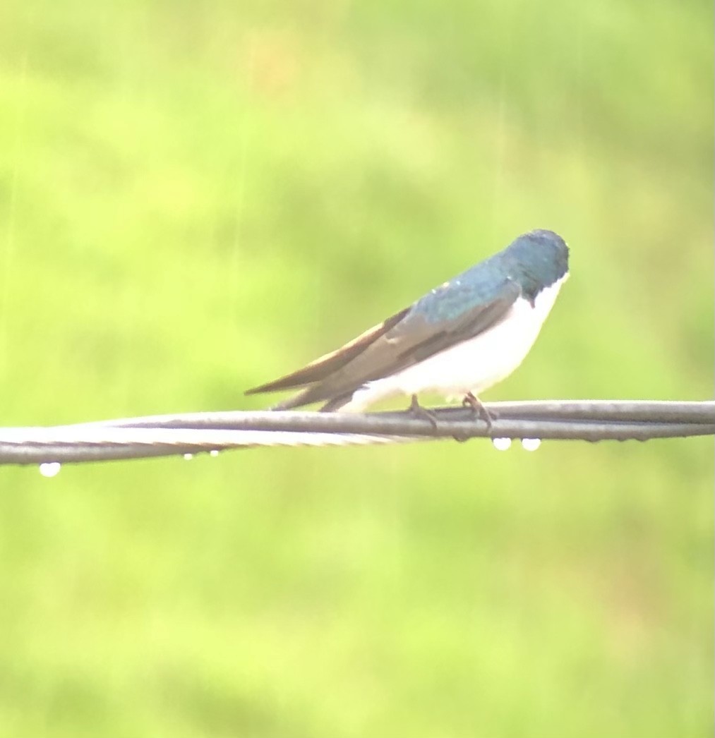 Golondrina Bicolor - ML564848651