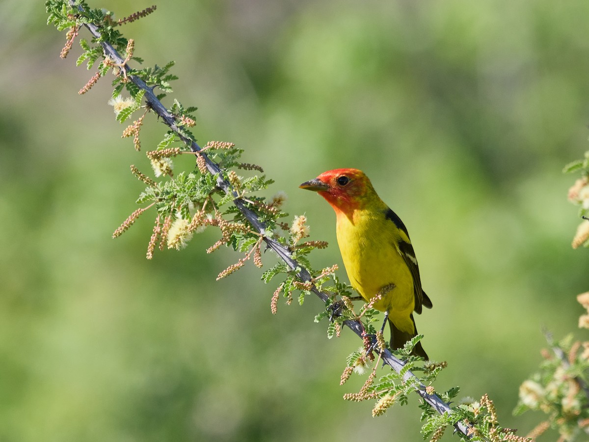 Western Tanager - ML564848701