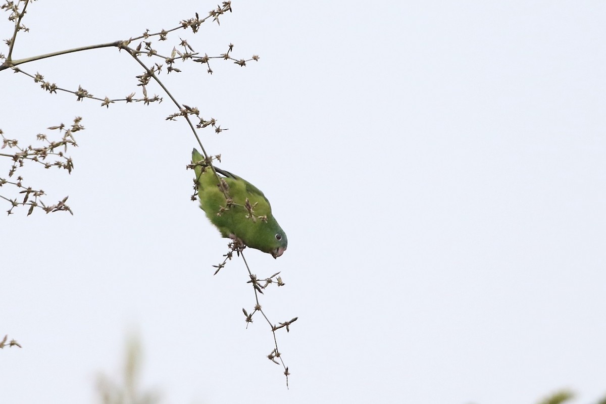 Amazonian Parrotlet - John Garrett