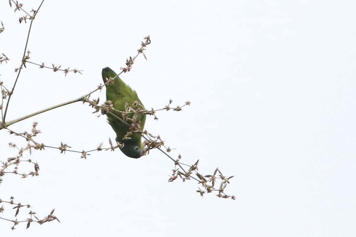 Amazonian Parrotlet - ML564848991