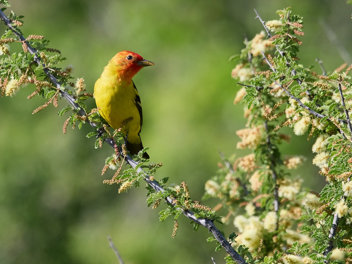 Western Tanager - ML564849521
