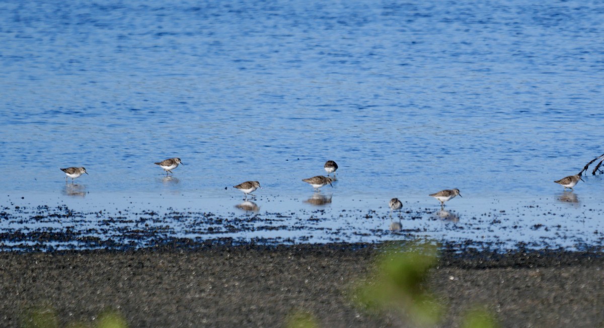 Least Sandpiper - ML564850021