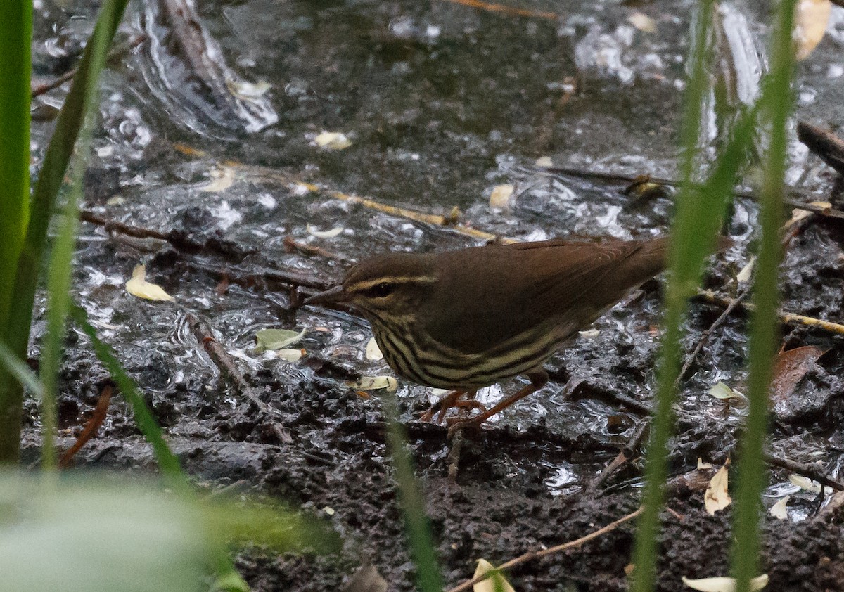 Paruline des ruisseaux - ML56485011