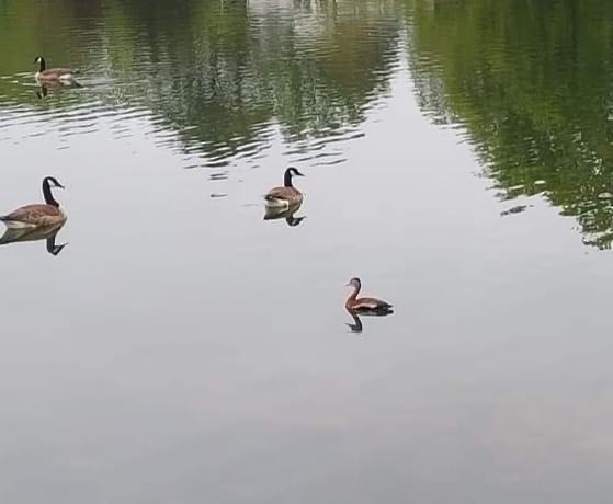 Black-bellied Whistling-Duck - Tennessee Rare Bird Records