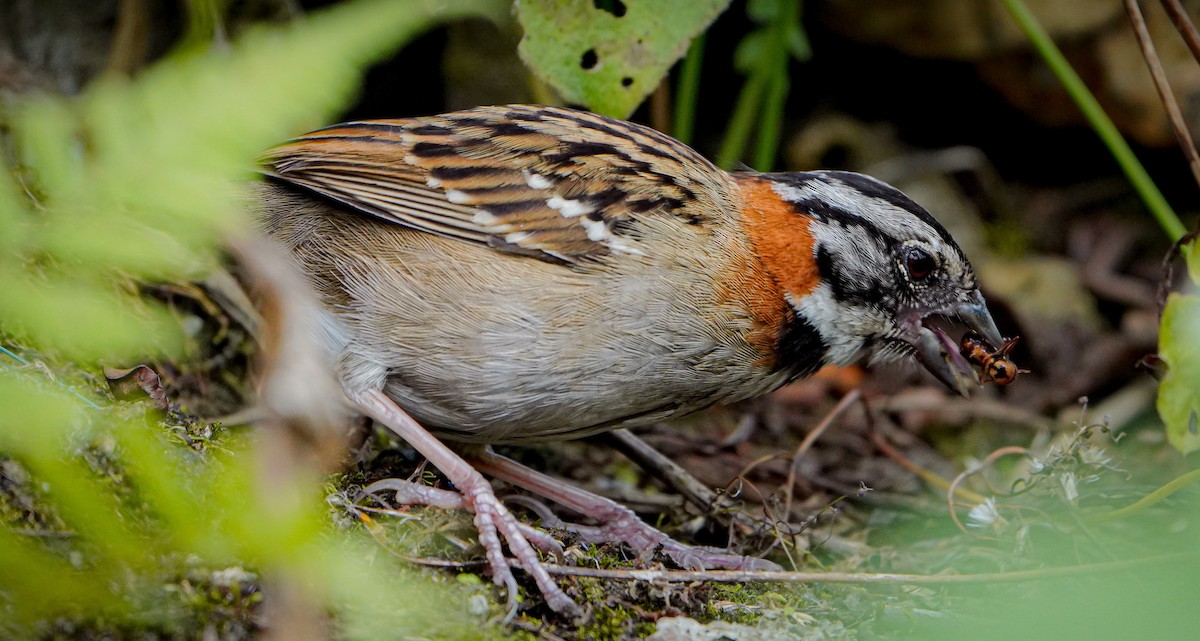 Rufous-collared Sparrow - ML564850411