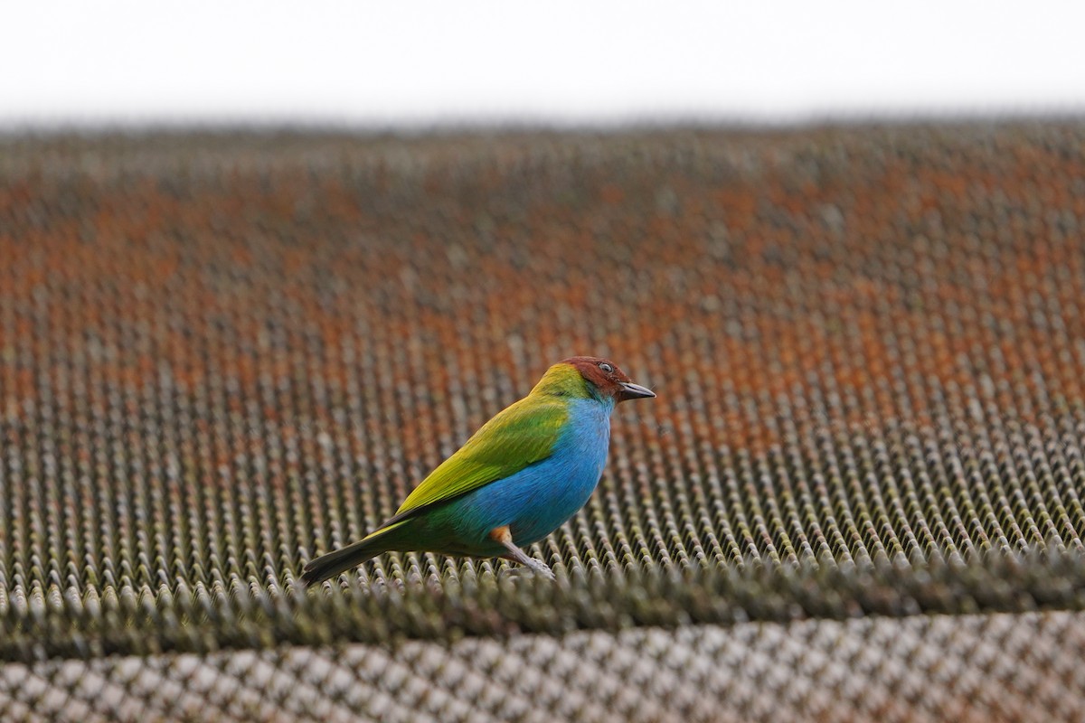 Bay-headed Tanager - ML564850641