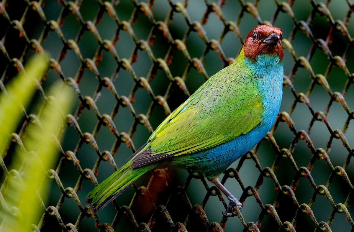 Bay-headed Tanager - ML564850651