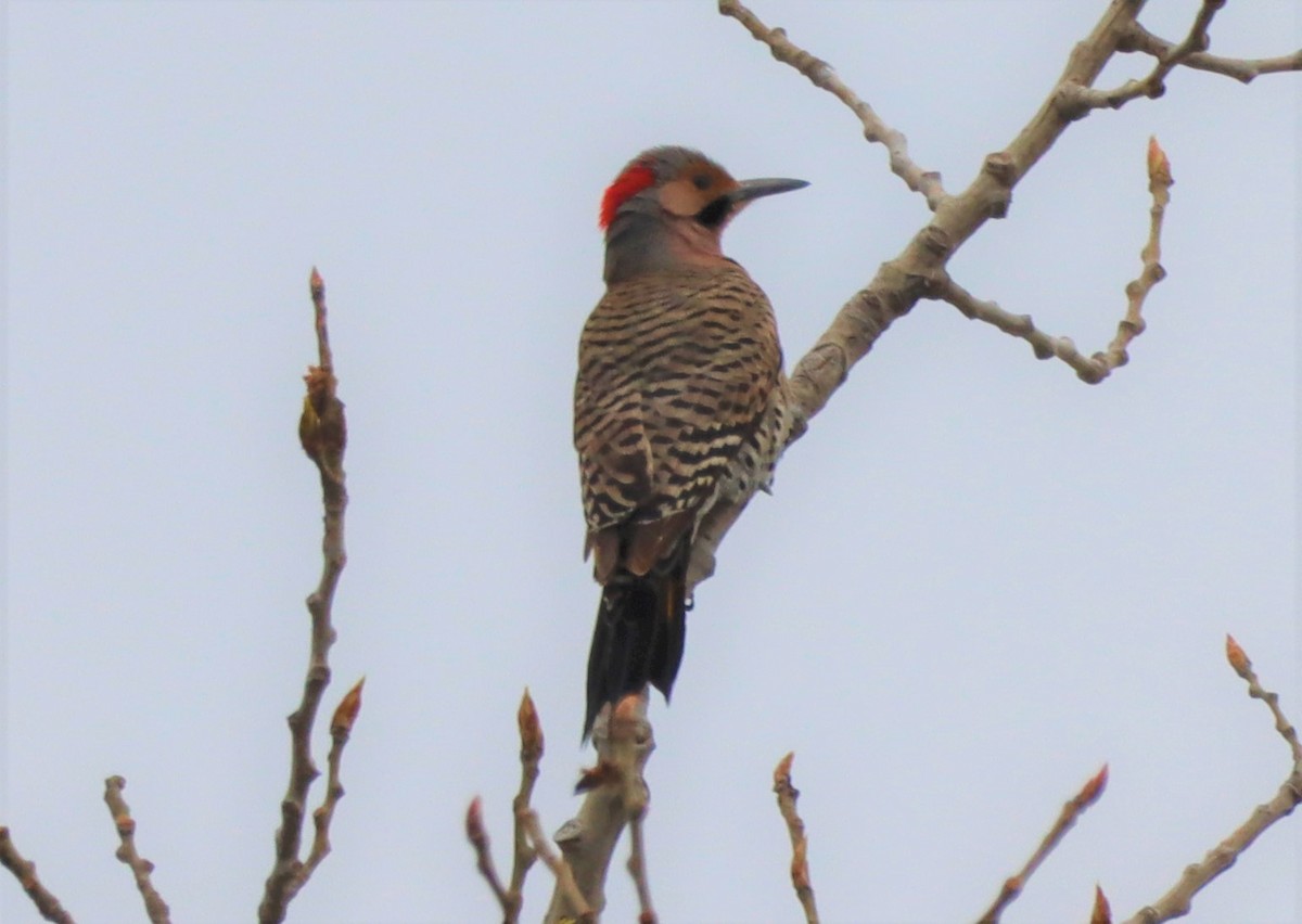 Northern Flicker - ML564851131
