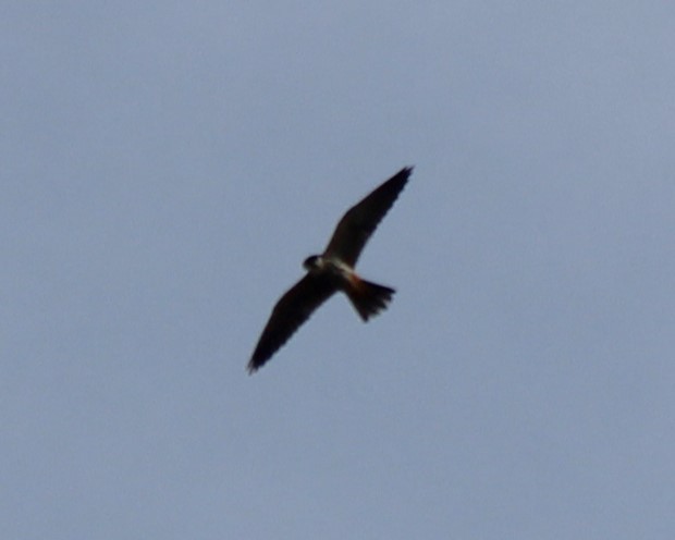 Eurasian Hobby - ML564851471