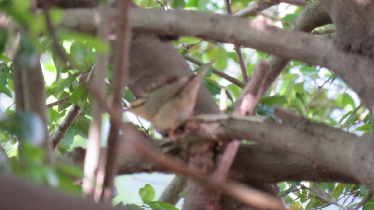 Worm-eating Warbler - ML564852281