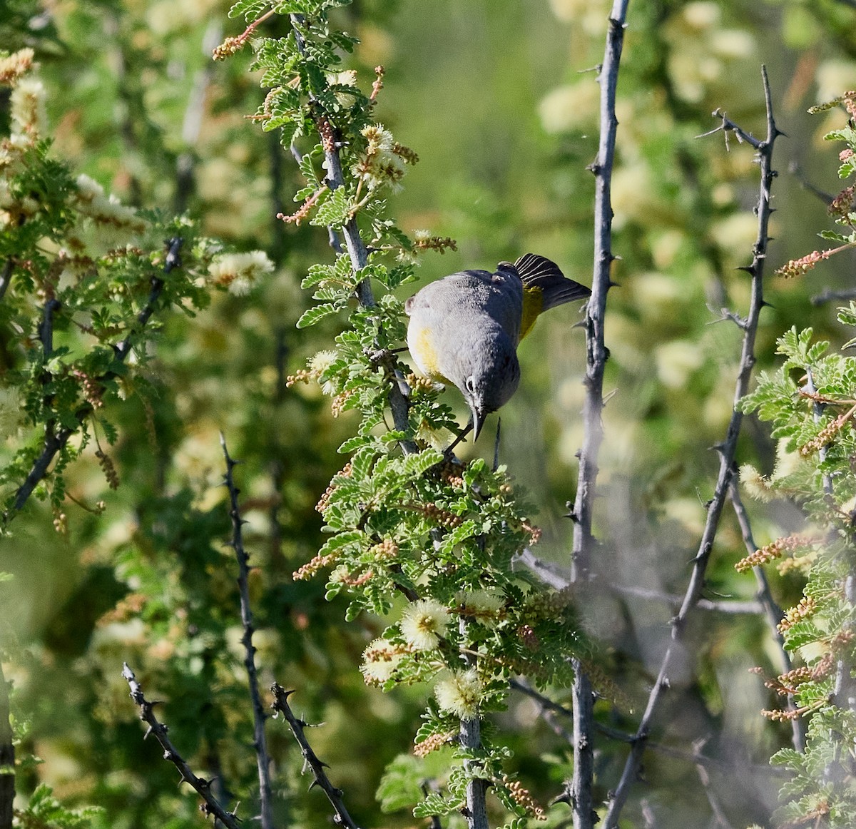 Virginia's Warbler - ML564852341