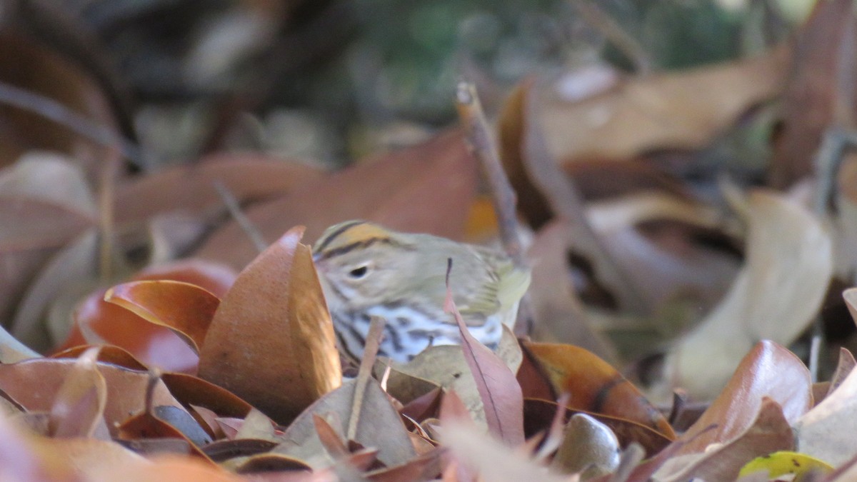 Ovenbird - ML564852461