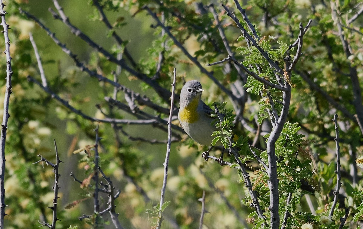 Virginia's Warbler - ML564852521