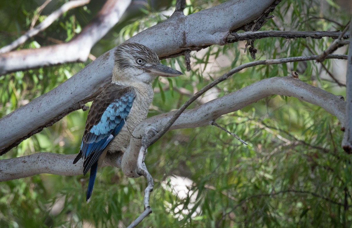 Blue-winged Kookaburra - Philip Griffin