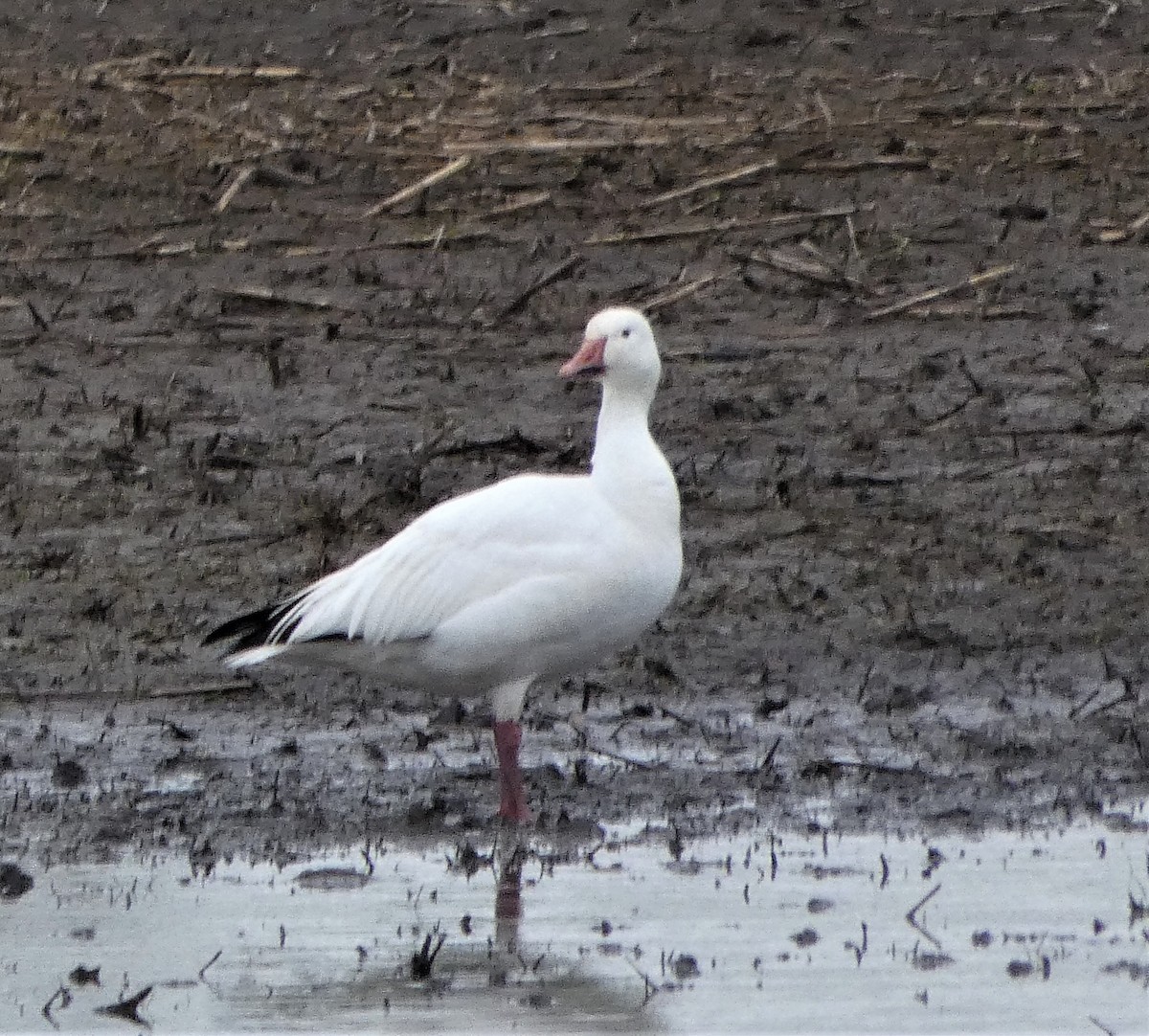 Snow Goose - ML564855611