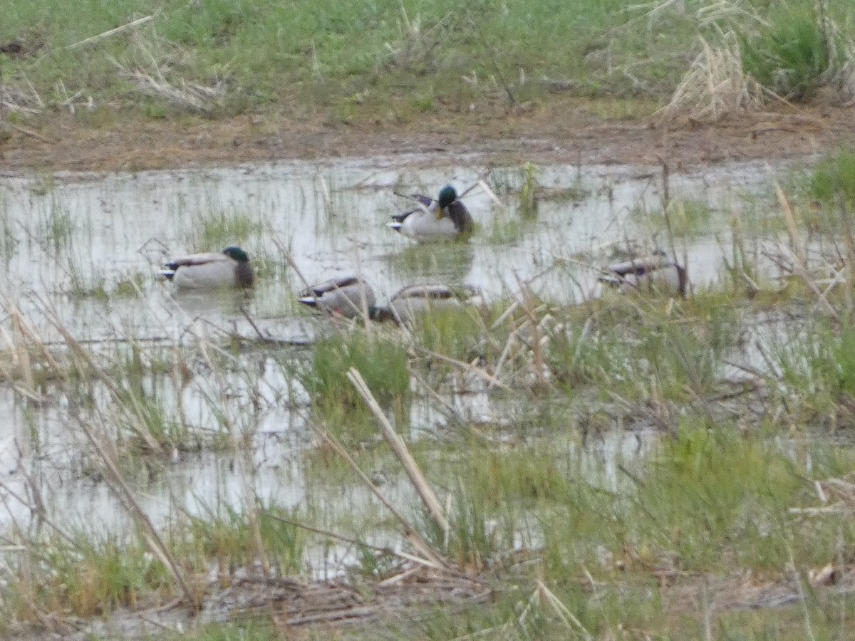Mallard - ML564855691