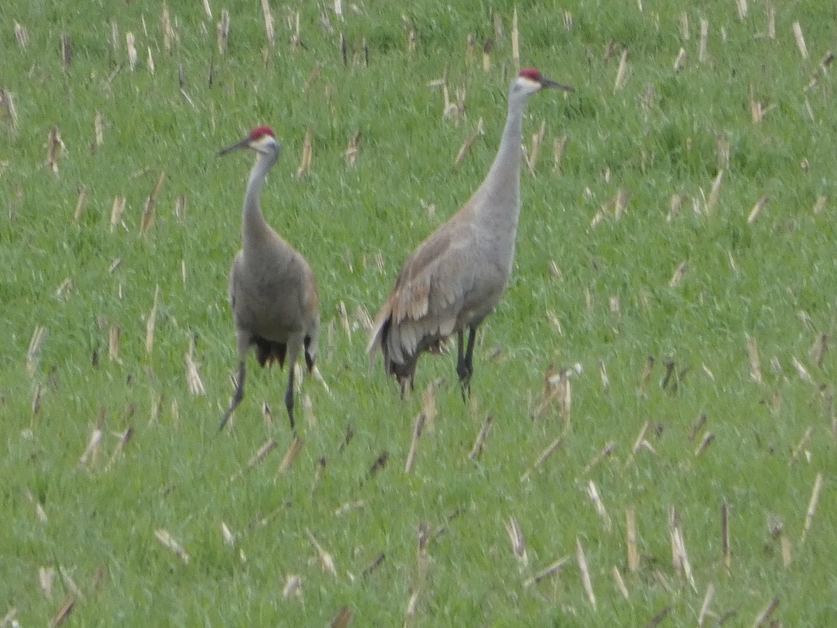 Sandhill Crane - ML564855801