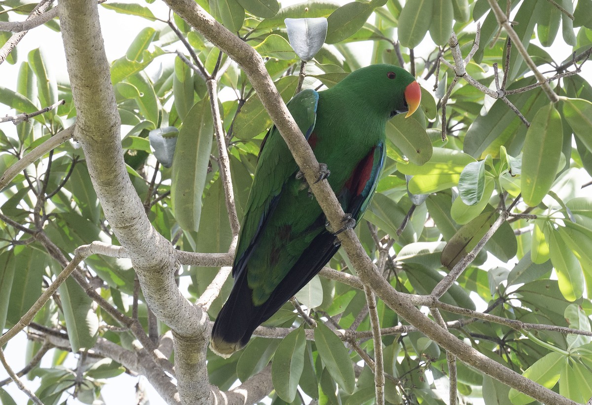 Papuan Eclectus - Philip Griffin