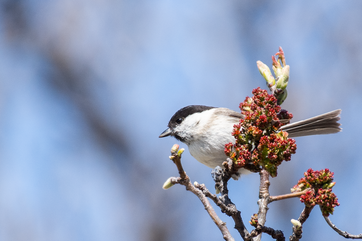 Willow Tit - ML564856271