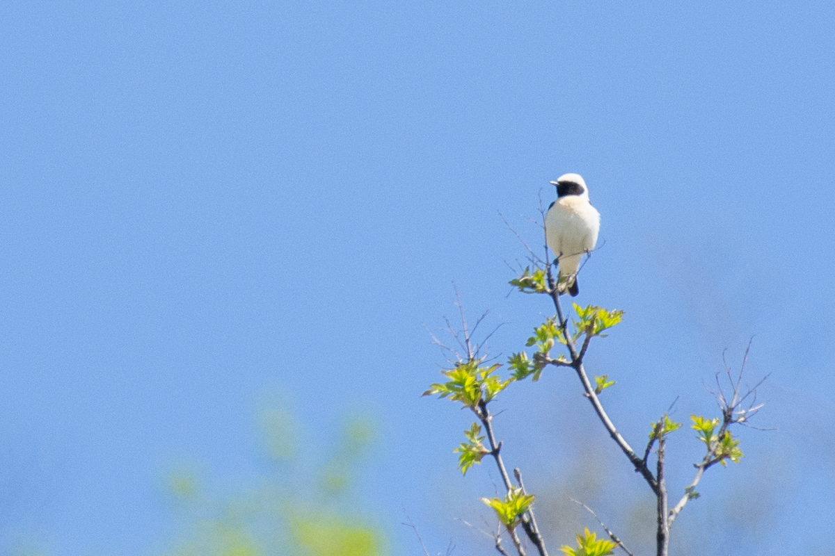 Eastern Black-eared Wheatear - Al Božič