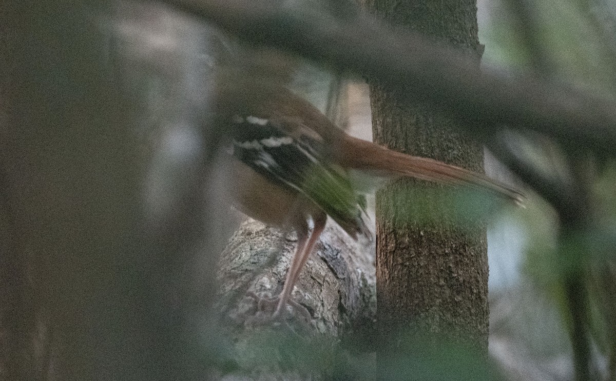 Northern Scrub-Robin - ML564856491