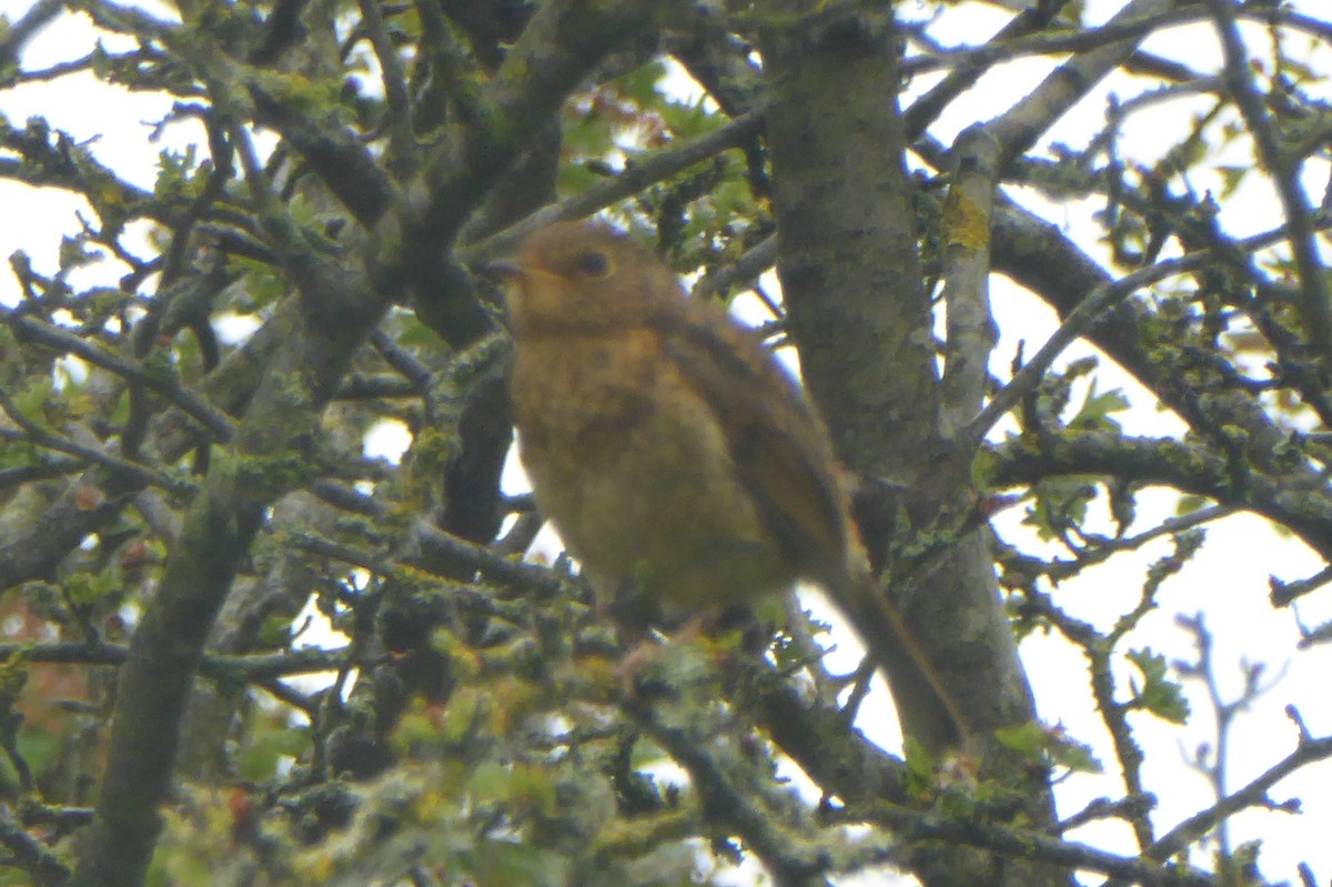 European Robin - Christine D