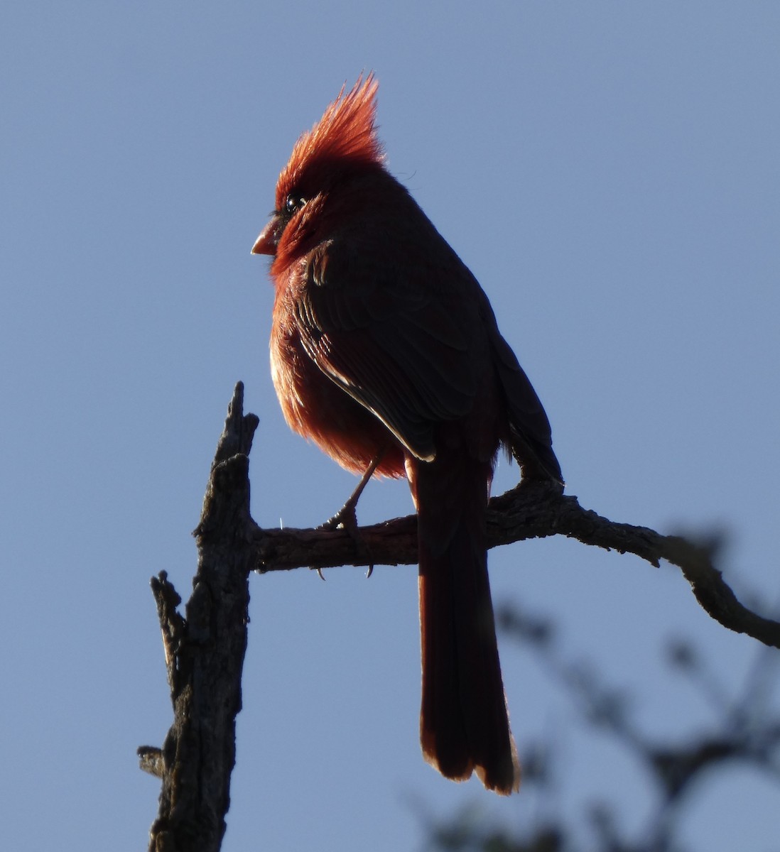 Northern Cardinal - ML564858691