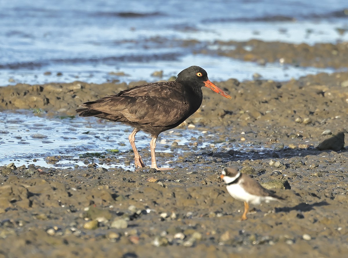 Black Oystercatcher - ML564859091