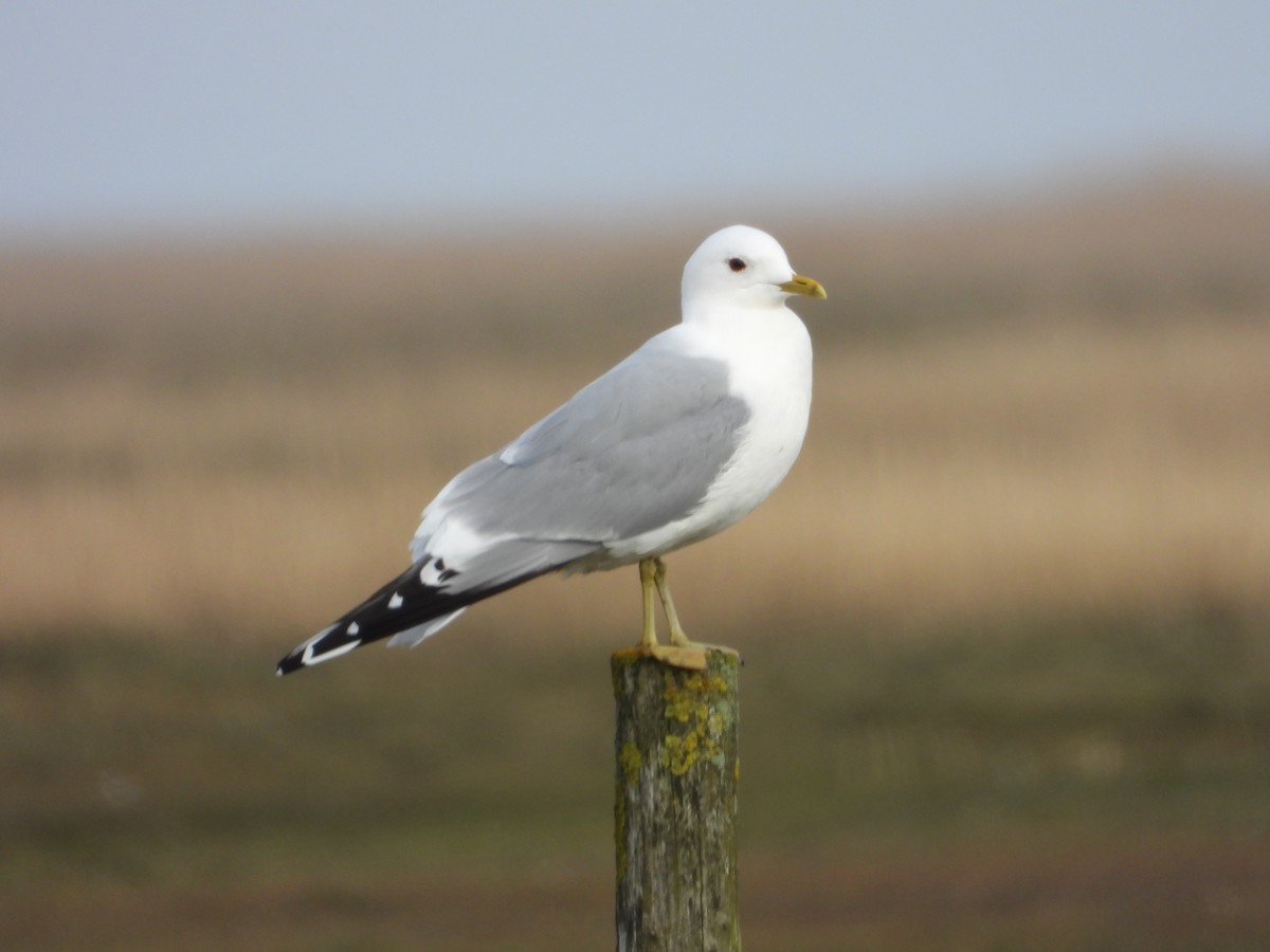 Common Gull - ML564859101