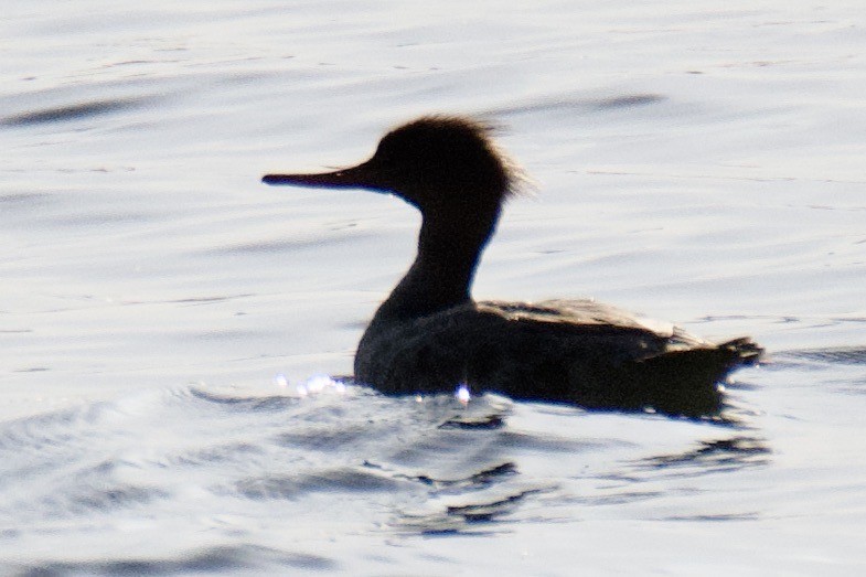 Red-breasted Merganser - Martha Tucker