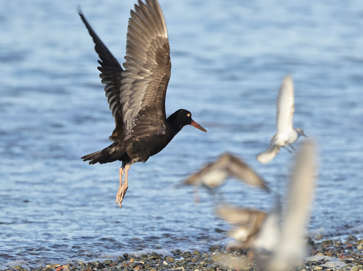 Black Oystercatcher - ML564859211