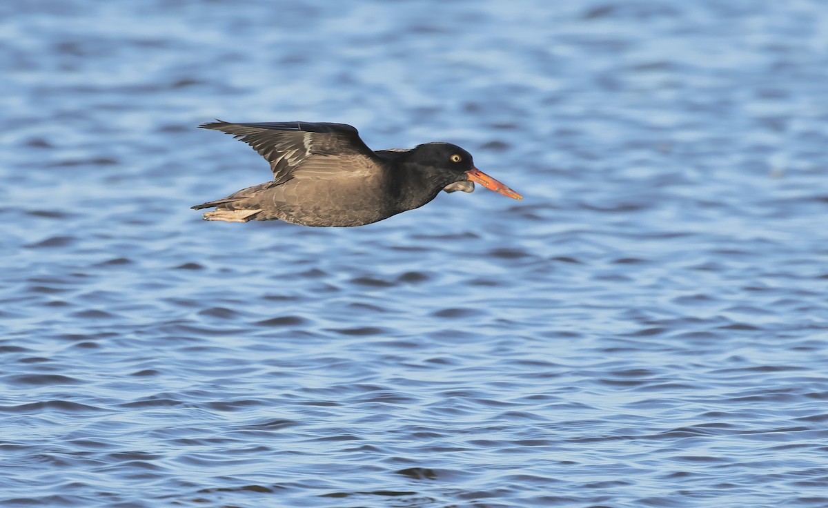Black Oystercatcher - ML564859251