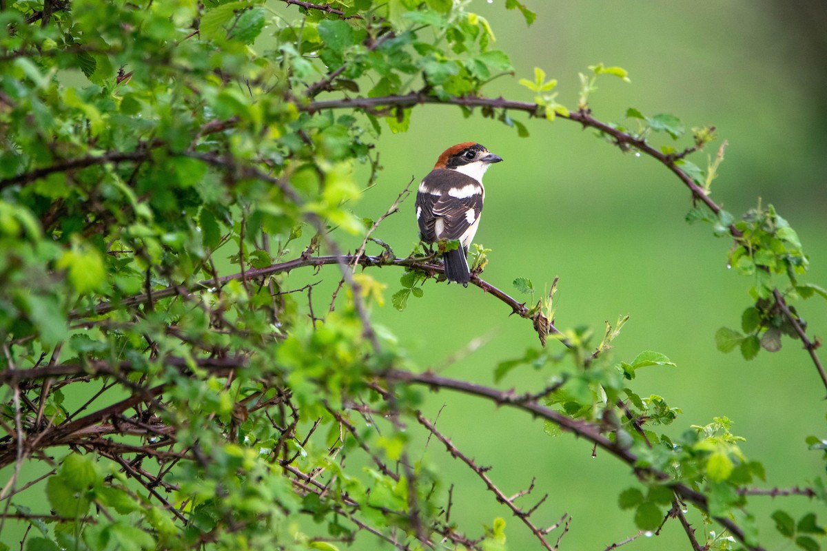 Woodchat Shrike - ML564859311