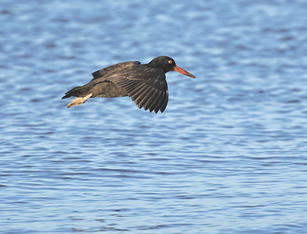 Black Oystercatcher - ML564859391