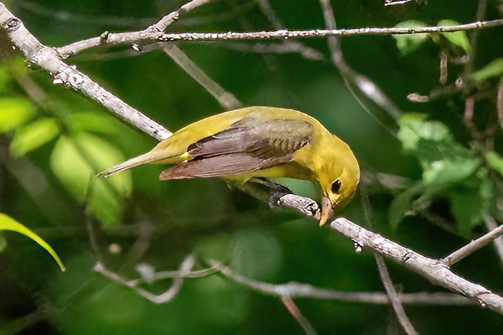 Scarlet Tanager - Pete Followill