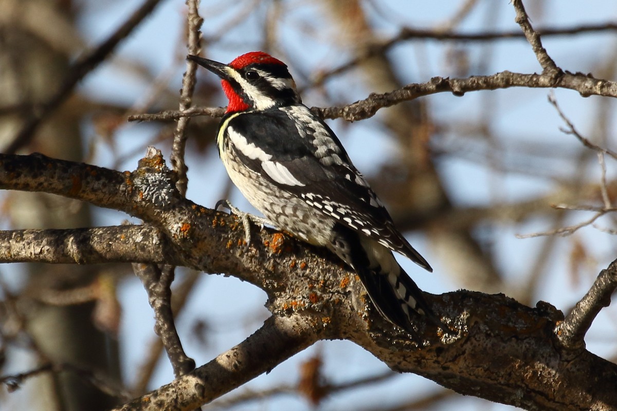 Yellow-bellied Sapsucker - gord smith