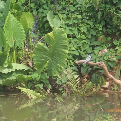 Pied Kingfisher - ML564861731